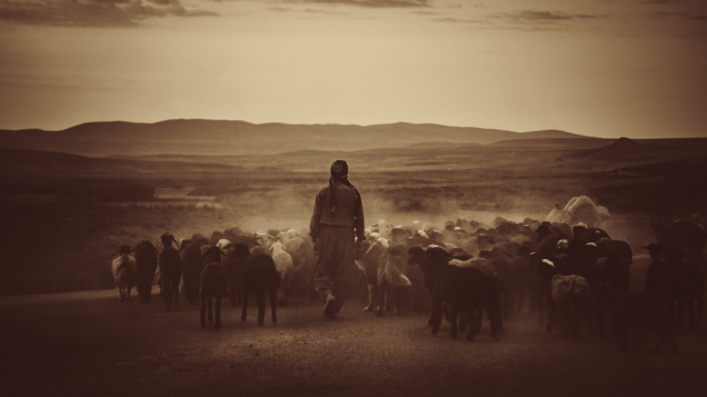 shepherd_sheep_walking_unsplash