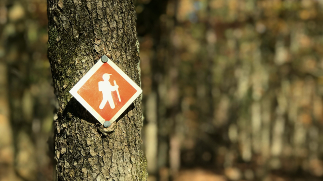 sign_walking_tree_forest_unsplash