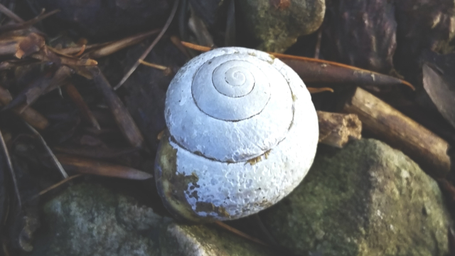 snail_shell_stones_j_penn