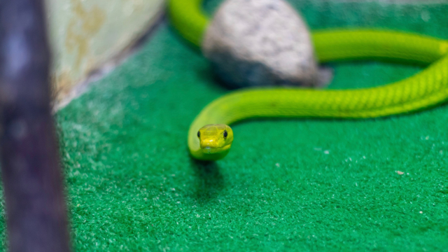 snake_green_unsplash