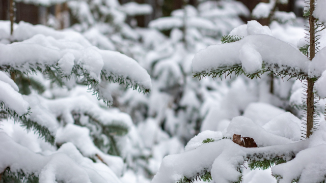 snow_branches_trees_winter_unsplash