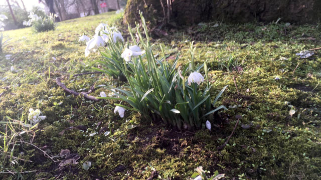 snow_drops_park