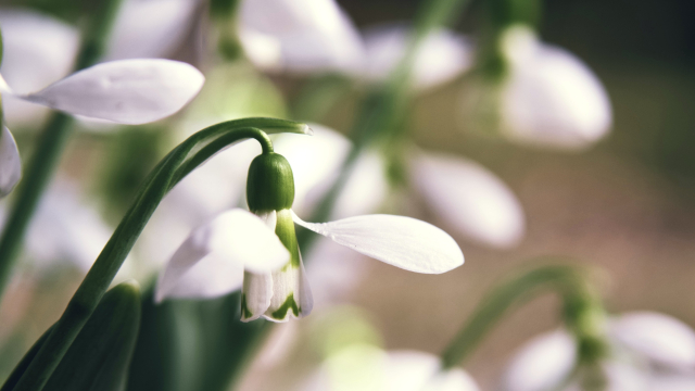 snowdrop_close_up_unsplash