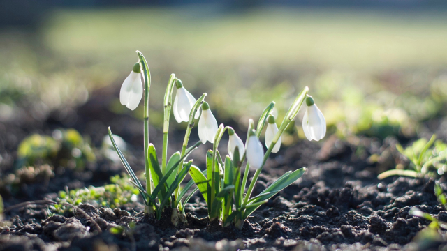 snowdrops_flowers_earth_unsplash