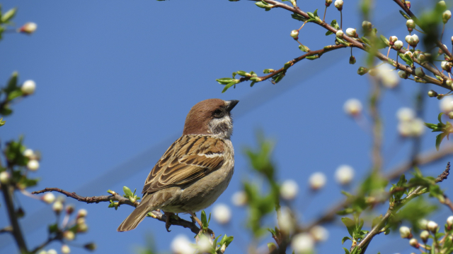 sparrow_branch_tree_unsplash