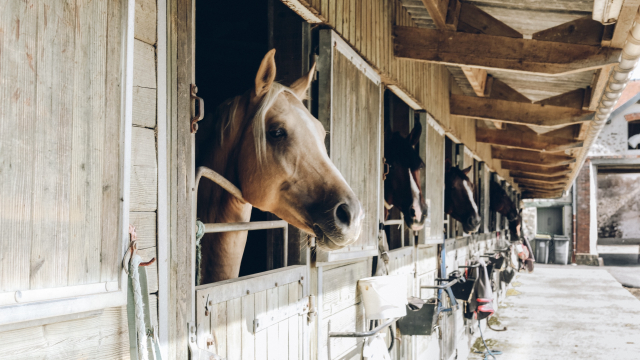 stable_horses_animals_unsplash