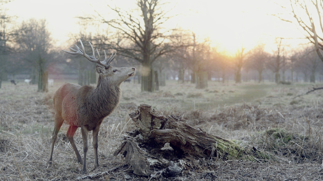 stag_mist_sunsrise