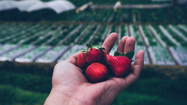 strawberries_hand_fruit_unsplash
