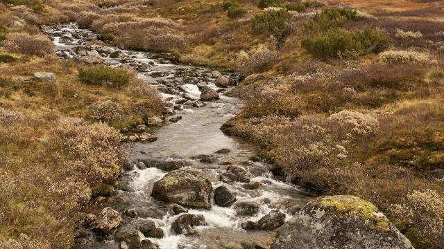 stream_wilderness_moor_river_unsplash