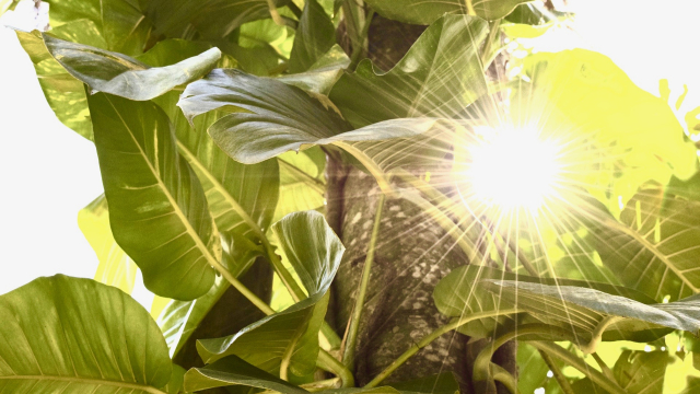 sun_lens_flare_vine