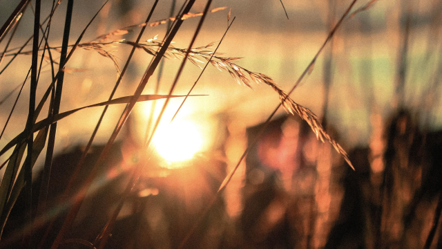 sun_wheat_field_unsplash