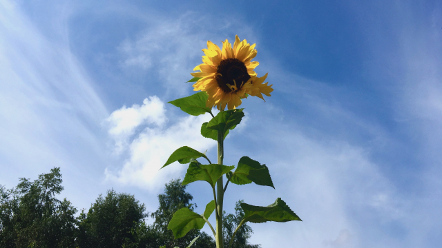sunflower_blue_sky