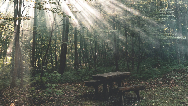 sunlight_picnic_table_trees_unsplash