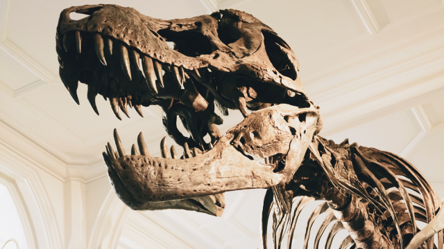 t-rex_dinosaur_skeleton_unsplash