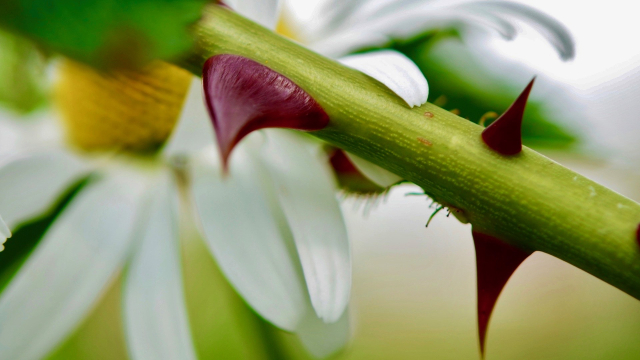 thorns_flower_daisy