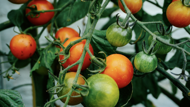 tomato_plant_gardening_unsplash