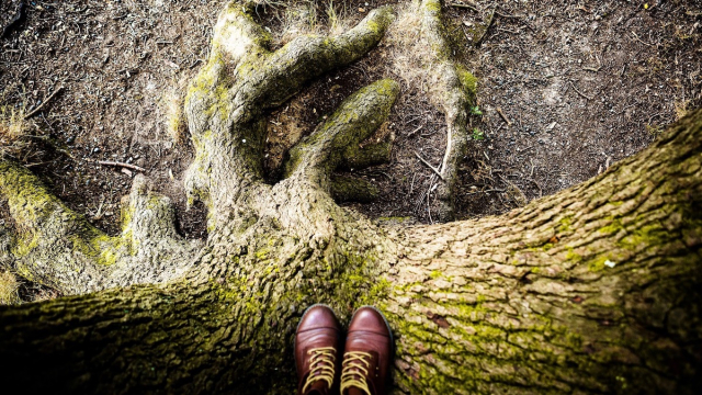 tree_climbing_shoes