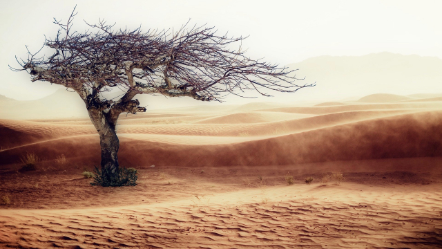 tree_desert_wilderness