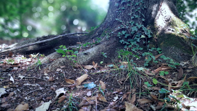 tree_leaves_roots_unsplash