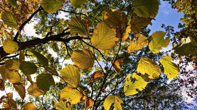 trees_leaves_sky