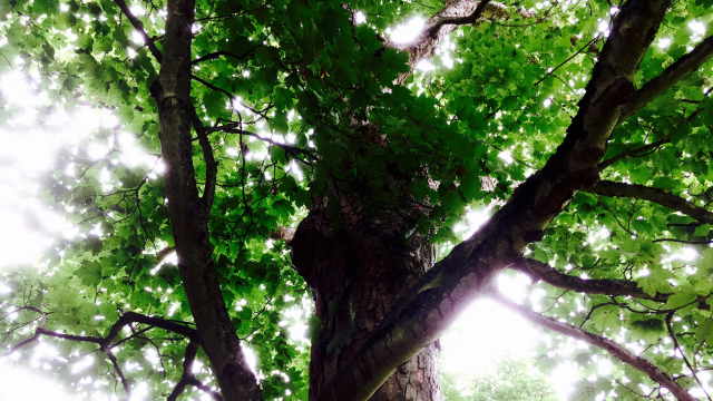 tree_looking_up_light