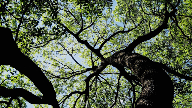 tree_looking_upwards_leaves