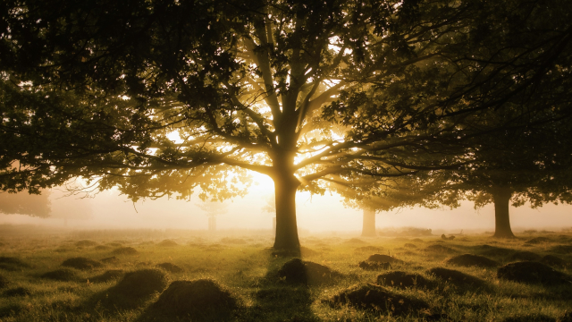 tree_mist_sunrise_unsplash
