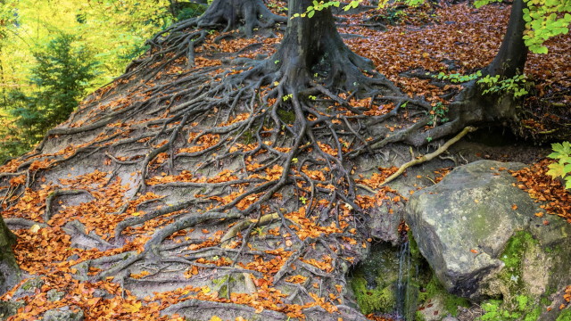tree_roots_forest_woods_unsplash