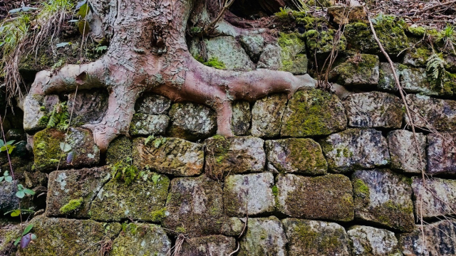 tree_roots_wall