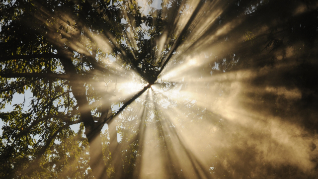 tree_sunlight_rays_unsplash