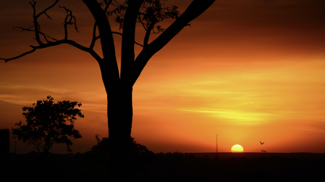 tree_sunset_silhouette_orange_unsplash