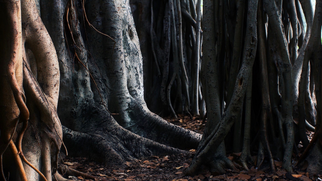 tree_trunks_roots