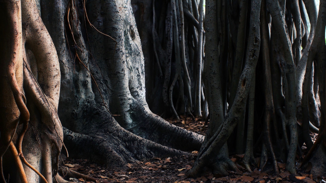 tree_trunks_roots