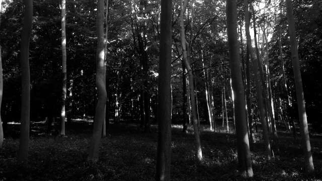 trees_dark_spooky