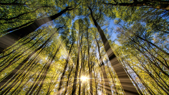 trees_forest_sunlight_up_unsplash