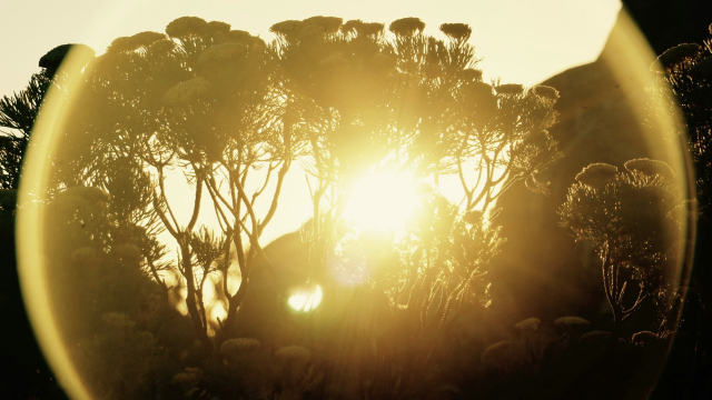 trees_sunrise_lens_flare_unsplash