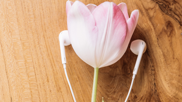 tulip_earphones_flower_unsplash