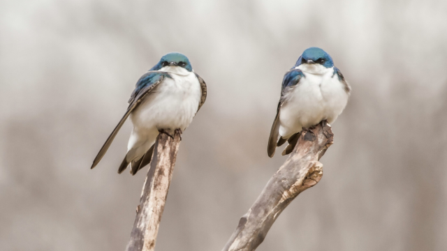 two_birds_branches_nature_unsplash