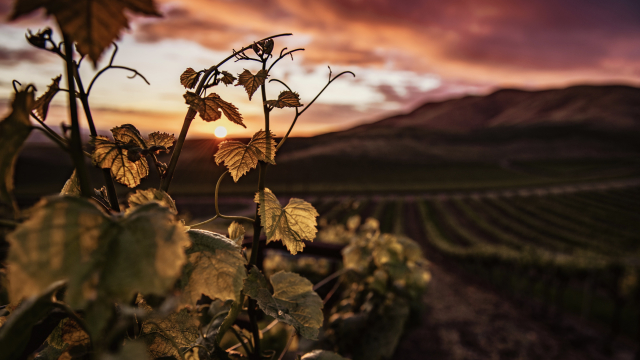vineyard_sunset_cultivation_unsplash