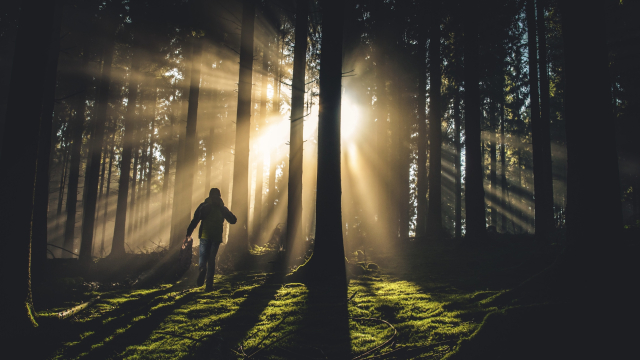 walking_sunshine_trees_silhouette_unsplash