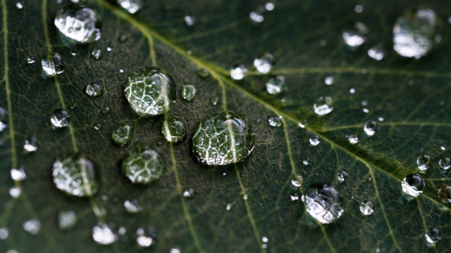 water_droplets_leaf_plant_unsplash