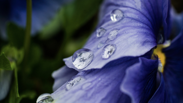 water_droplets_petal_flower_unsplash