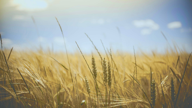 wheat_field_sunlight