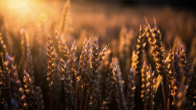 wheat_gold_sun_field_harvest_unsplash