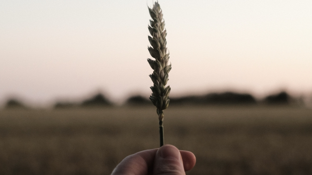 wheat_grain_field_unsplash
