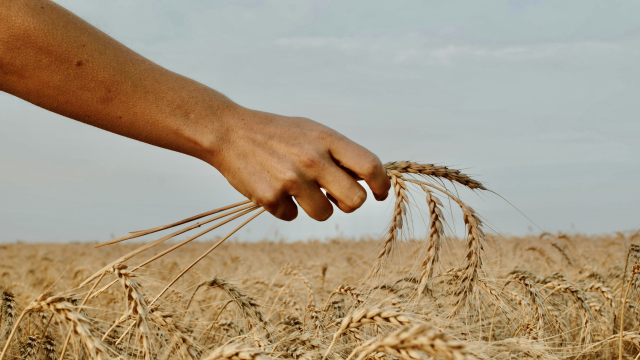 wheat_hand_agriculture_harvest_unsplash