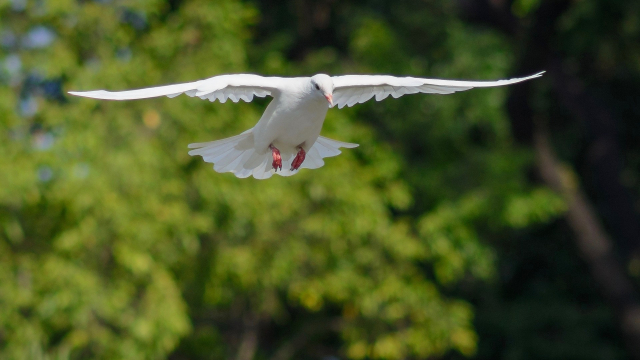 white_dove_flying