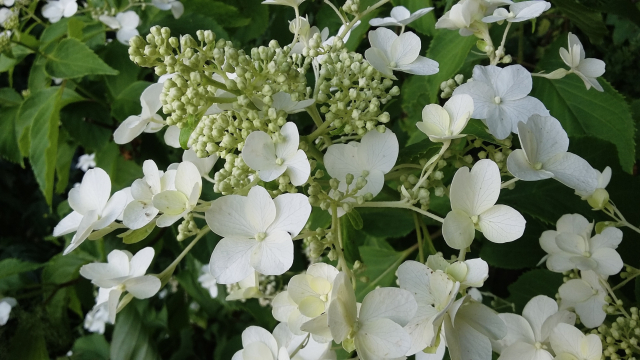 white_hydrangea_flower_j_penn
