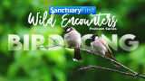 Wild Encounters: Birdsong