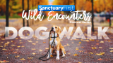 Wild Encounters: Dog Walk